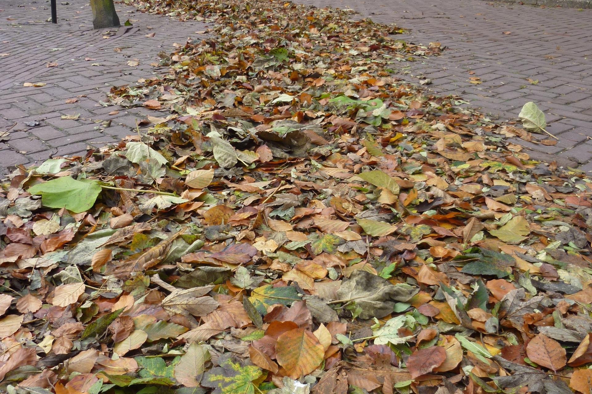 Herfstbladeren op straat
